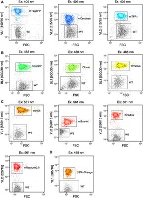 Teaching an old ‘doc’ new tricks for algal biotechnology: Strategic filter use enables multi-scale fluorescent protein signal detection